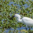 Aigrette garzette ayant attrapé une écrevisse